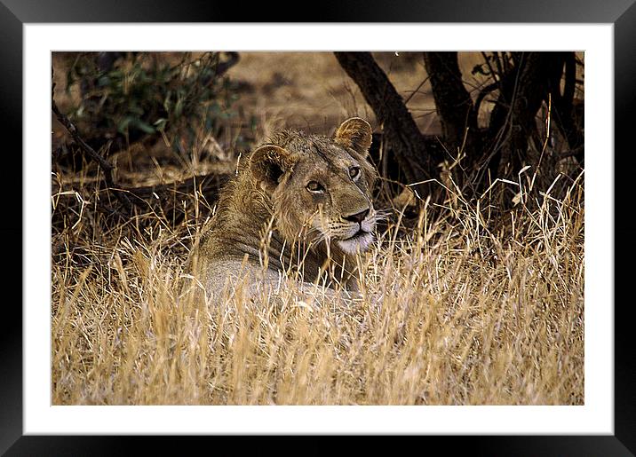 JST2652 Male Lion Framed Mounted Print by Jim Tampin