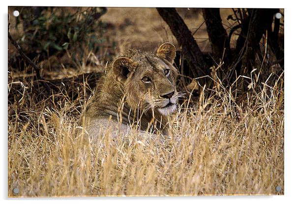 JST2652 Male Lion Acrylic by Jim Tampin