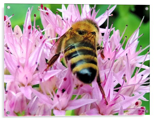 bee on flower Acrylic by elvira ladocki