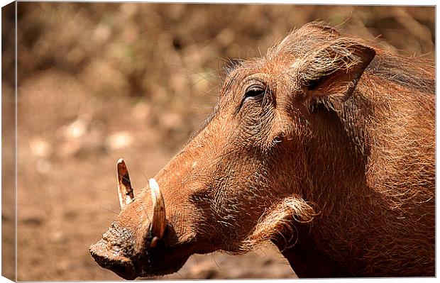 JST2653 Its a Pig Canvas Print by Jim Tampin