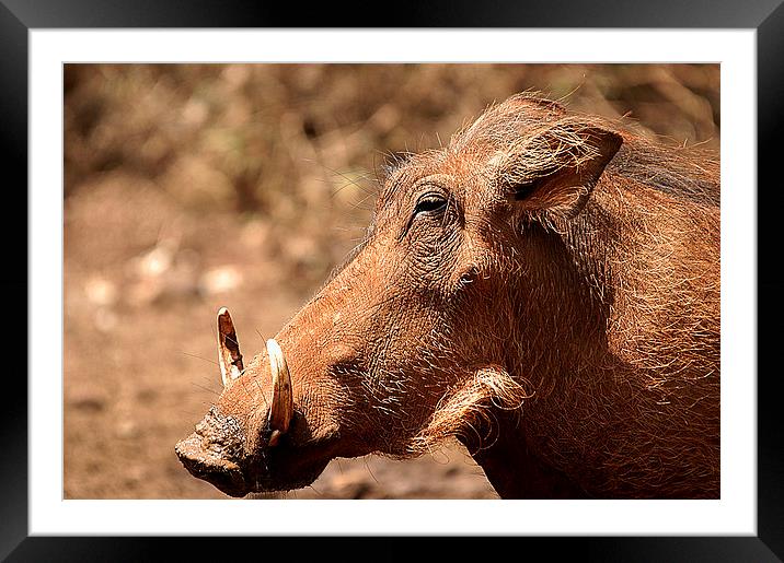 JST2653 Its a Pig Framed Mounted Print by Jim Tampin