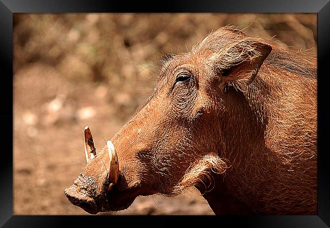 JST2653 Its a Pig Framed Print by Jim Tampin