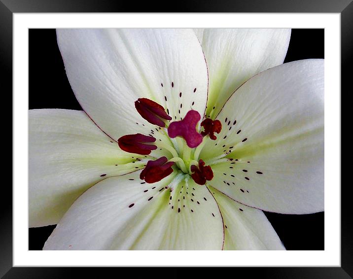 white lily close up Framed Mounted Print by elvira ladocki