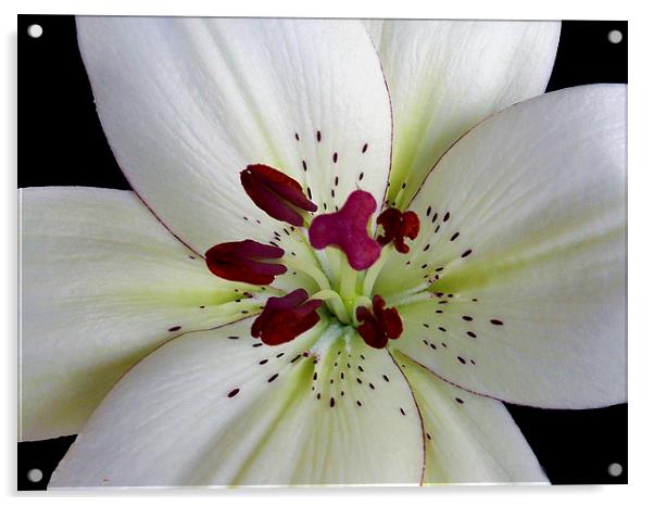 white lily close up Acrylic by elvira ladocki