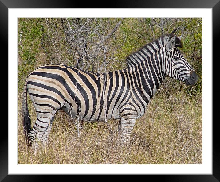 Zebra in Kruger National Park Framed Mounted Print by colin chalkley