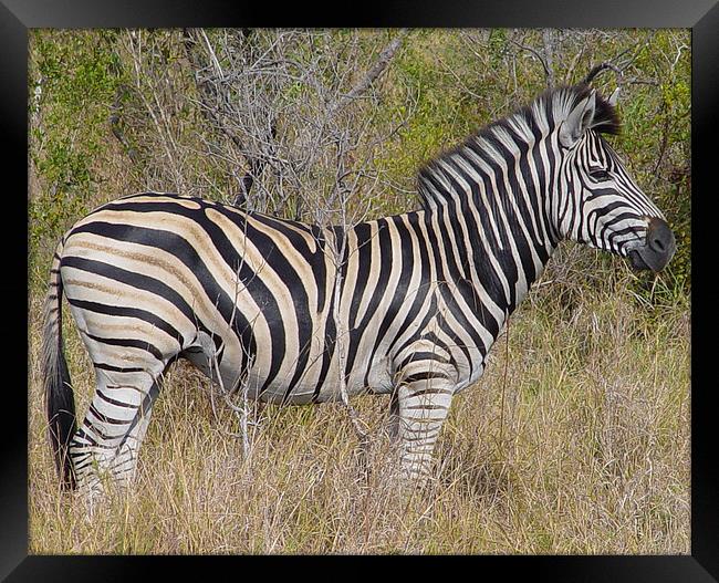 Zebra in Kruger National Park Framed Print by colin chalkley