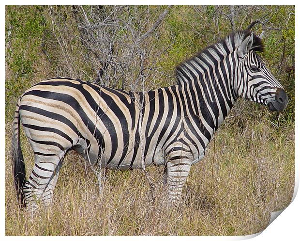 Zebra in Kruger National Park Print by colin chalkley