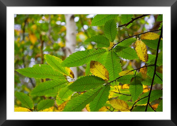 Autumn Leaves Framed Mounted Print by Darren Burroughs