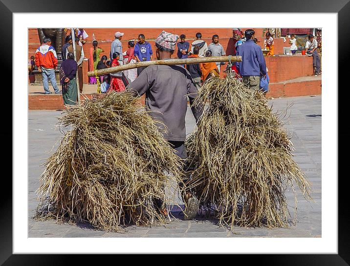 Carrying hay in Kathmandu Framed Mounted Print by colin chalkley