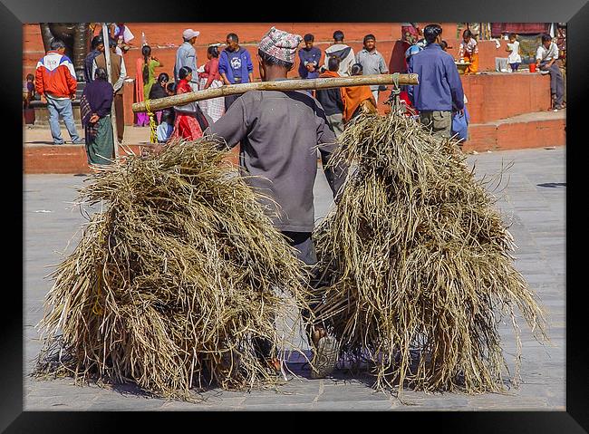 Carrying hay in Kathmandu Framed Print by colin chalkley