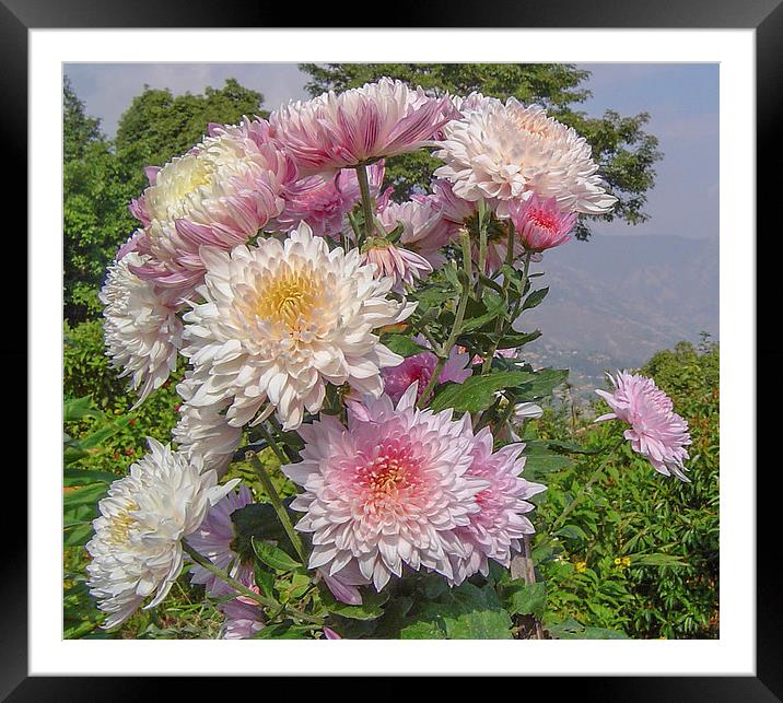 Nepalese chrysanthemum Framed Mounted Print by colin chalkley