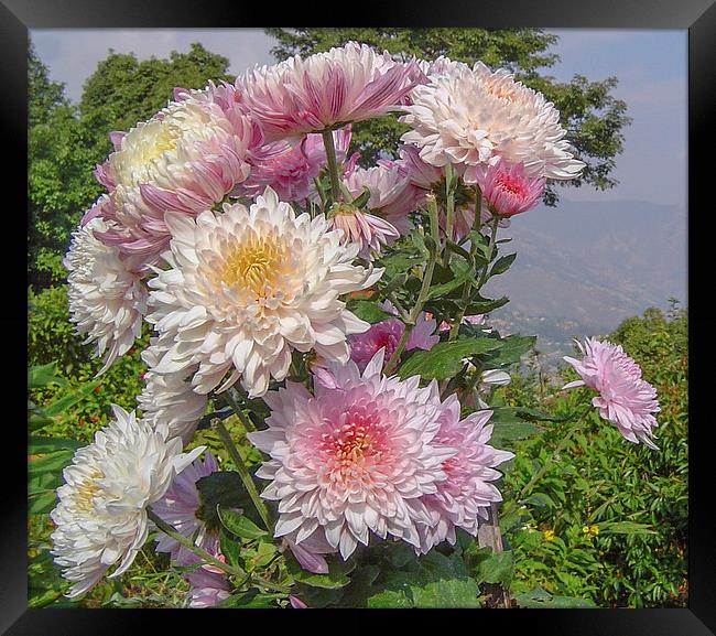 Nepalese chrysanthemum Framed Print by colin chalkley