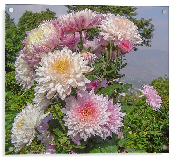 Nepalese chrysanthemum Acrylic by colin chalkley