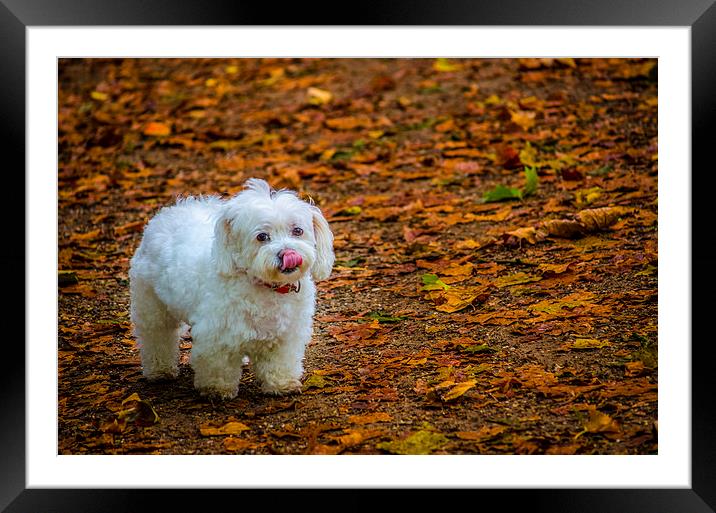 Maltese Dog Framed Mounted Print by Phil Robinson