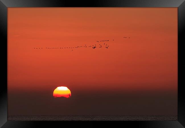 Flock Framed Print by Gary Finnigan