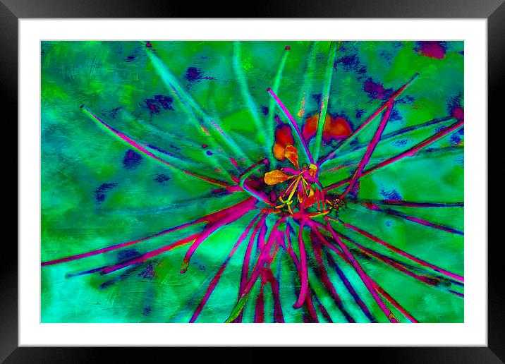 The Brightest Weed Framed Mounted Print by Michelle Orai