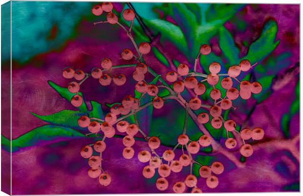 Elderberry Mash Canvas Print by Michelle Orai