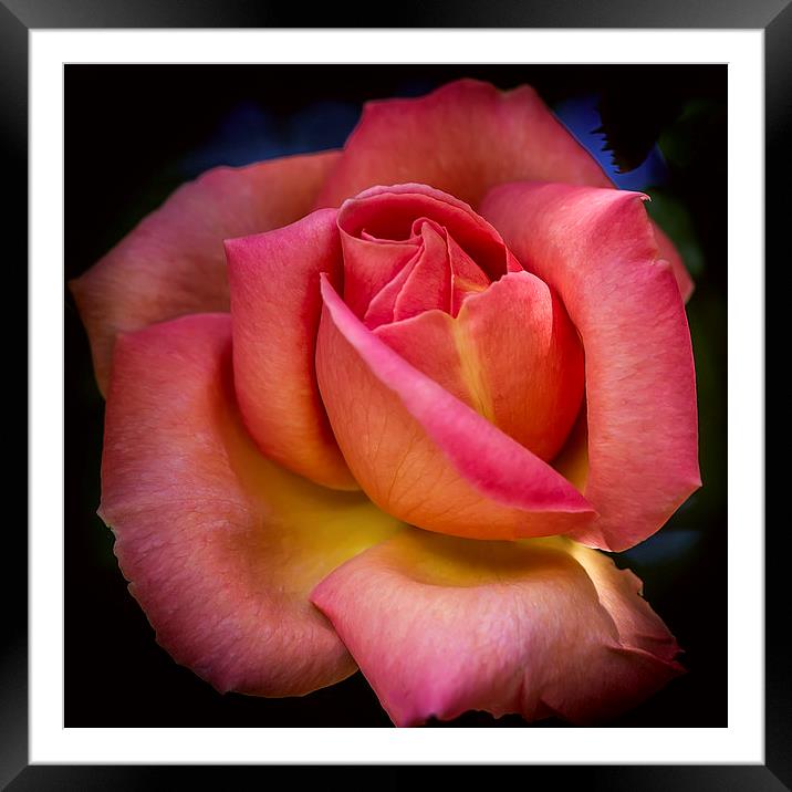 A Blooming Rose Framed Mounted Print by Mark Lucey