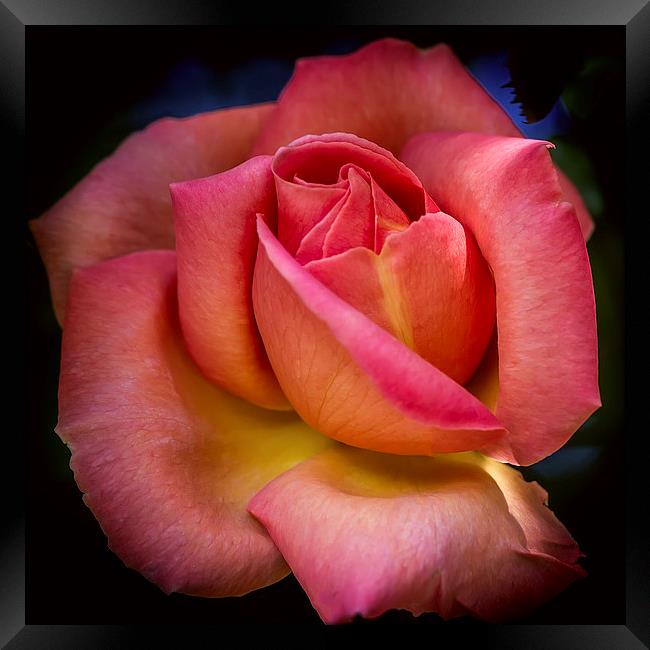 A Blooming Rose Framed Print by Mark Lucey