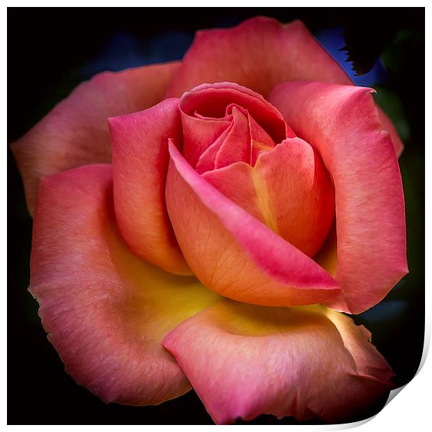 A Blooming Rose Print by Mark Lucey