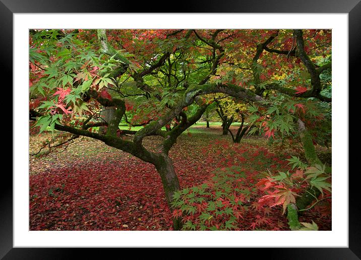 westonbirt arboretum Framed Mounted Print by Neil Pickin