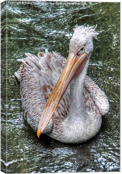 Spot Billed Pelican Canvas Print by Steve H Clark