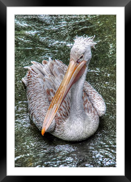 Spot Billed Pelican Framed Mounted Print by Steve H Clark