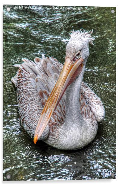 Spot Billed Pelican Acrylic by Steve H Clark