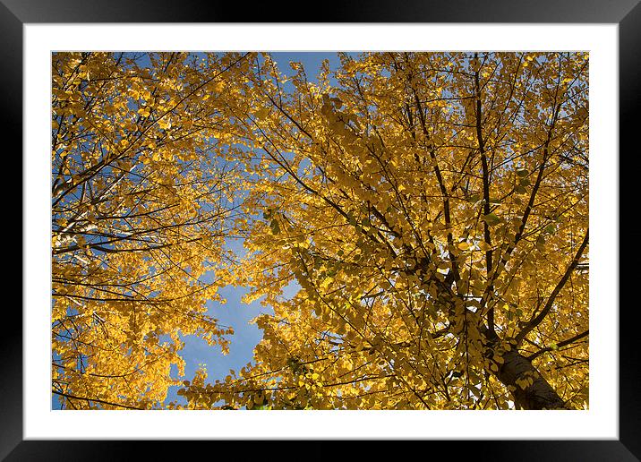Last days of yellow leaves Framed Mounted Print by Robert Parma