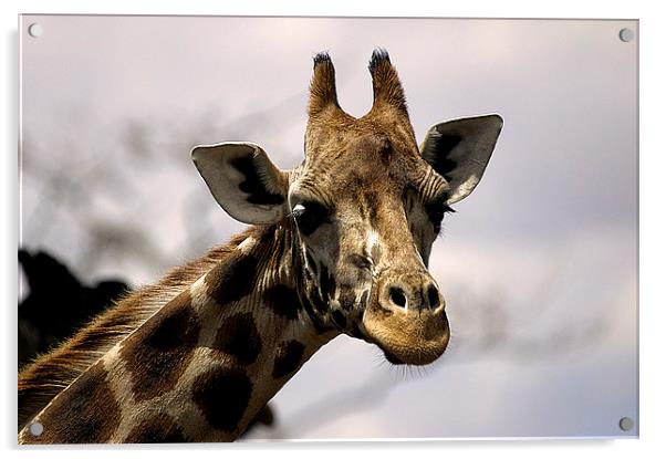 JST2655 Rothschild Giraffe Acrylic by Jim Tampin