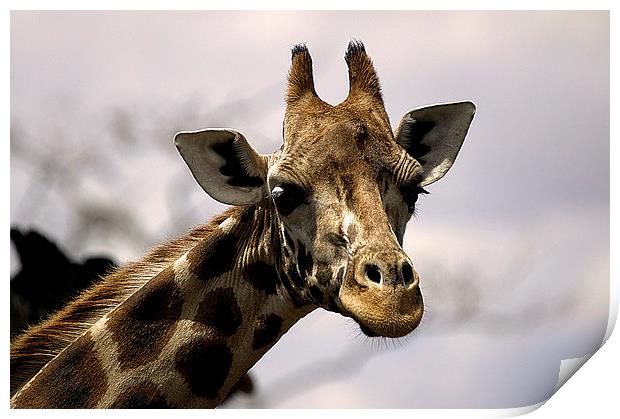 JST2655 Rothschild Giraffe Print by Jim Tampin