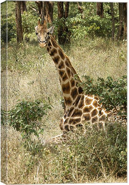 JST2656 Rothschild Giraffe Canvas Print by Jim Tampin