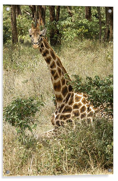 JST2656 Rothschild Giraffe Acrylic by Jim Tampin