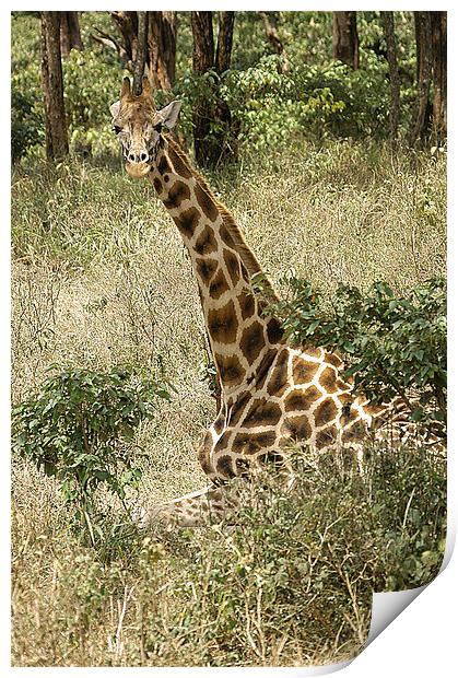 JST2656 Rothschild Giraffe Print by Jim Tampin