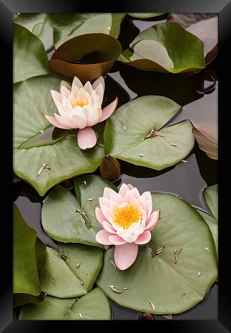 Water lilies Framed Print by Robert Parma
