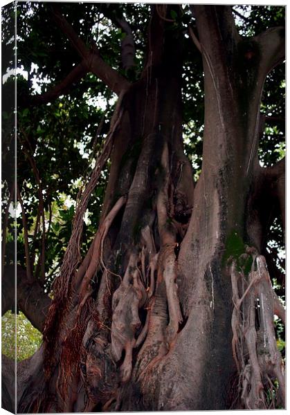 Gardens of Sevilla 7.- tree trunk Canvas Print by Jose Manuel Espigares Garc