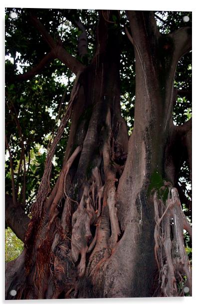 Gardens of Sevilla 7.- tree trunk Acrylic by Jose Manuel Espigares Garc