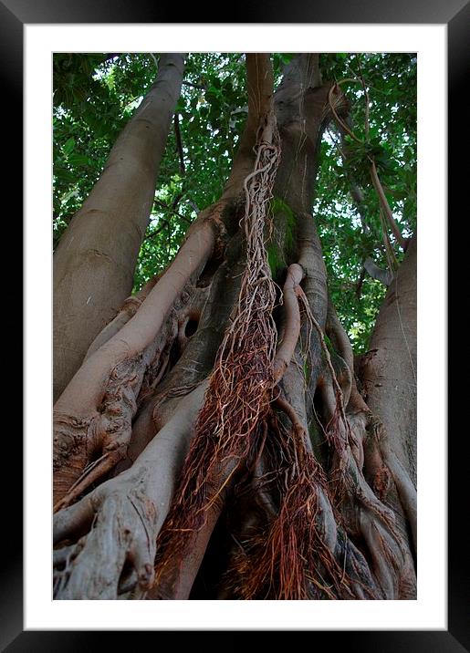 Gardens of Sevilla 8.- tree trunk Framed Mounted Print by Jose Manuel Espigares Garc