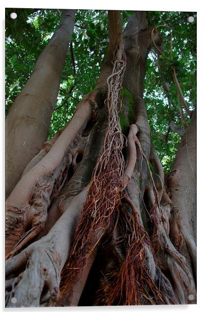 Gardens of Sevilla 8.- tree trunk Acrylic by Jose Manuel Espigares Garc