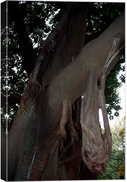 Gardens of Sevilla 9.- tree trunk Canvas Print by Jose Manuel Espigares Garc