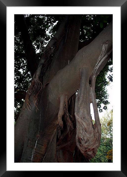 Gardens of Sevilla 9.- tree trunk Framed Mounted Print by Jose Manuel Espigares Garc
