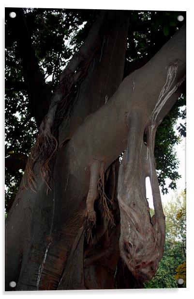 Gardens of Sevilla 9.- tree trunk Acrylic by Jose Manuel Espigares Garc