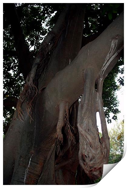 Gardens of Sevilla 9.- tree trunk Print by Jose Manuel Espigares Garc