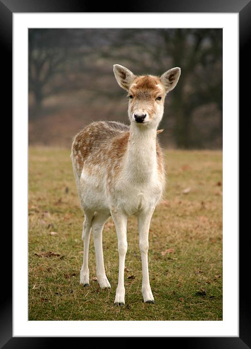 Bambi Framed Mounted Print by Alan Munns