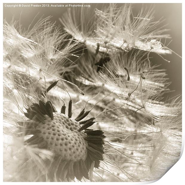 Dandelion seed head #2 Print by David Preston