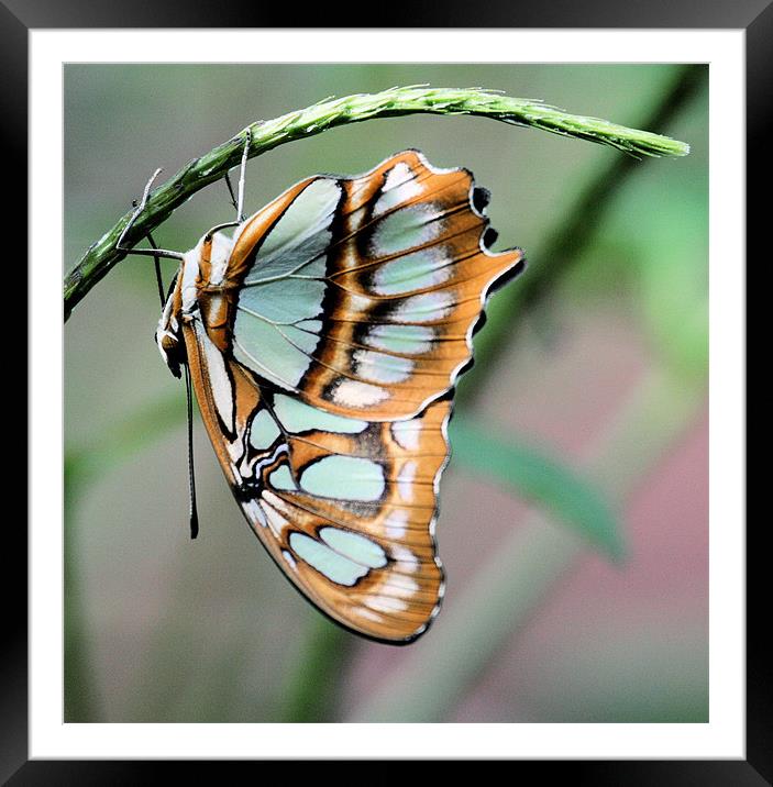 Blue and orange butterfly Framed Mounted Print by Ruth Hallam
