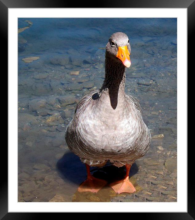 Goose  in Turkey Antalya Framed Mounted Print by Dawn White