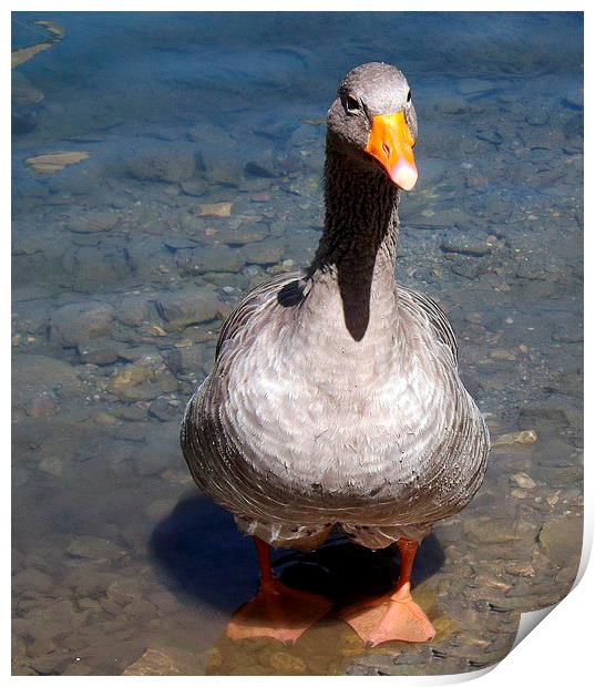 Goose  in Turkey Antalya Print by Dawn White