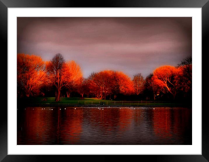 winter sun Framed Mounted Print by sue davies