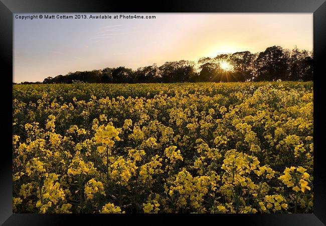 Golden Field Framed Print by Matt Cottam